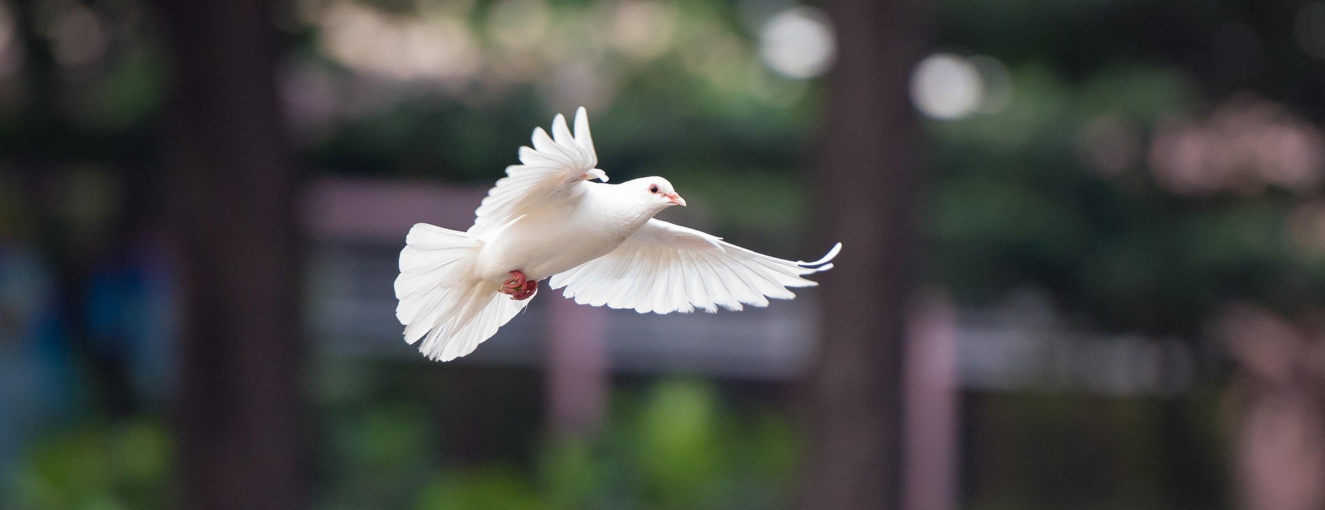 Devant -Fournitures Pour Oiseaux bird 4062359 1920